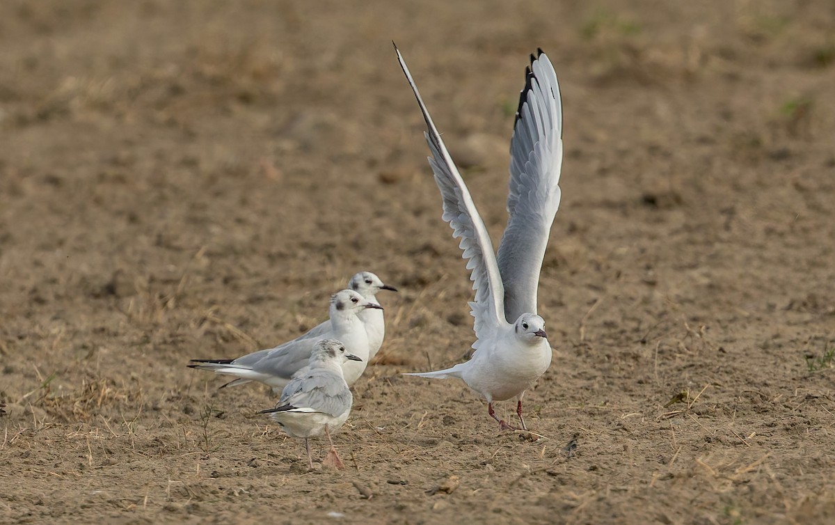 ユリカモメ - ML642626850