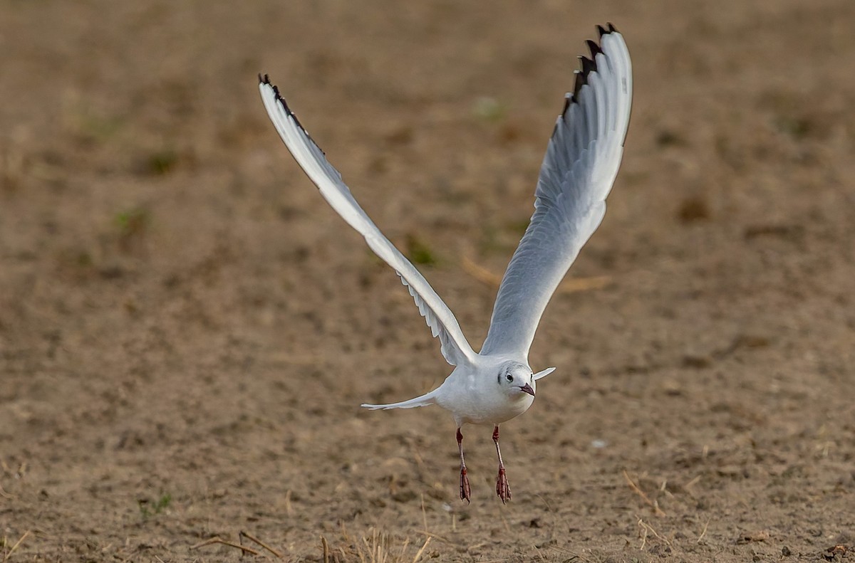 Mouette rieuse - ML642626851