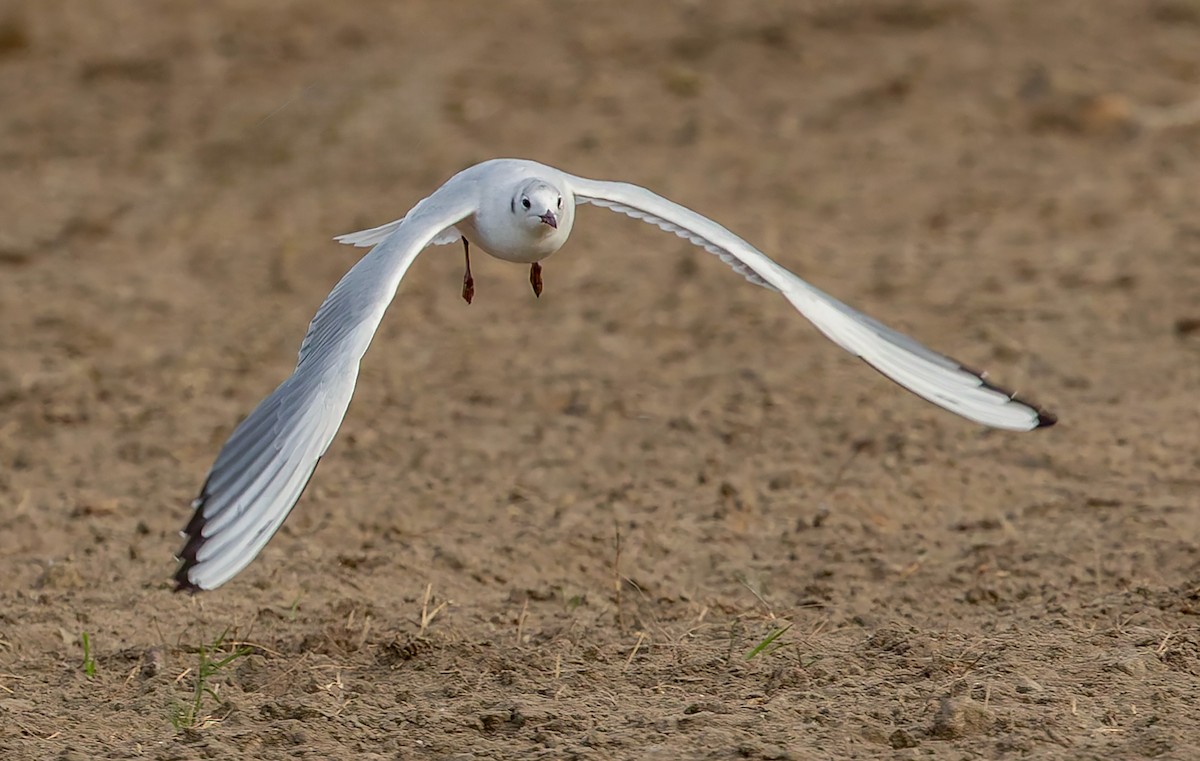 Mouette rieuse - ML642626852