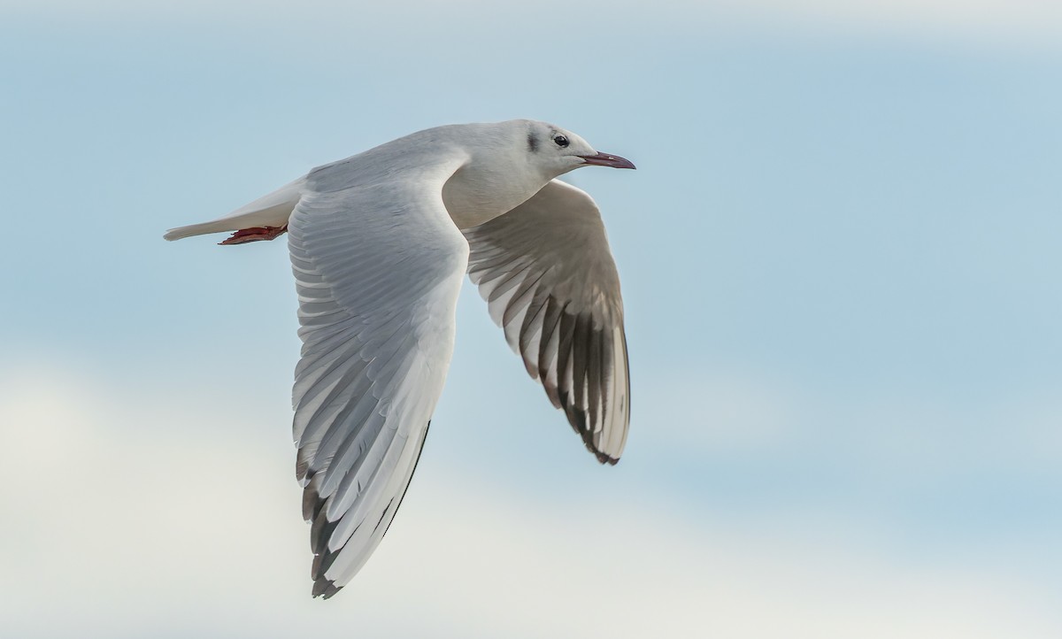 ユリカモメ - ML642626853