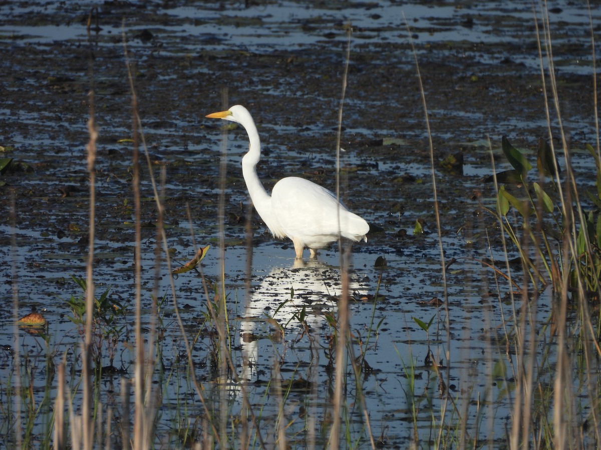 Great Egret - ML642626867