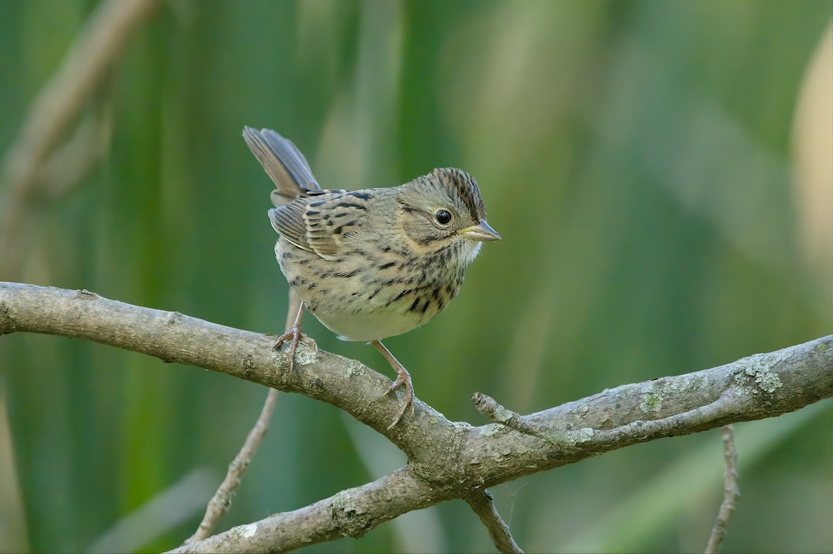 Lincoln's Sparrow - ML642626886
