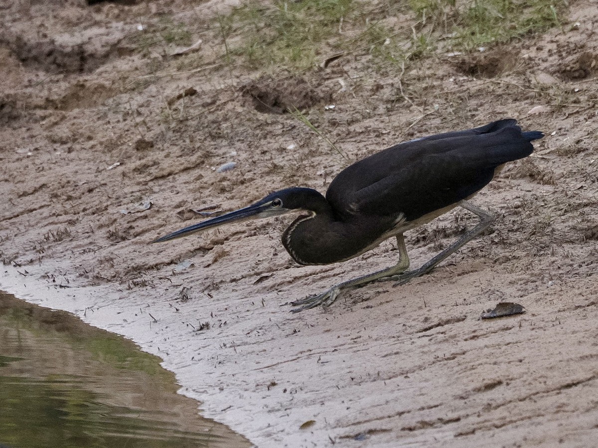 Agami Heron - ML642626890