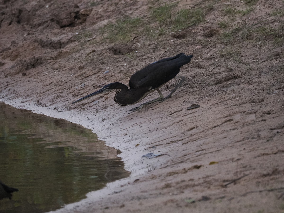 Agami Heron - ML642626891