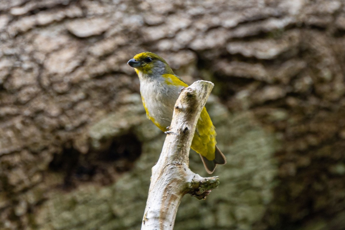 Green-throated Euphonia - ML642626912