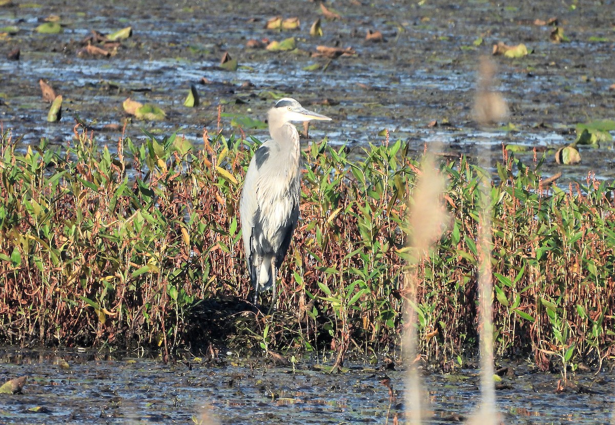 Great Blue Heron - ML642626913