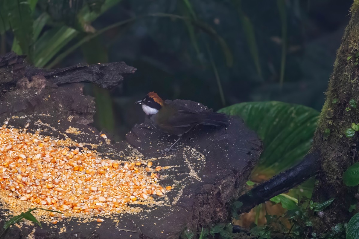 Chestnut-capped Brushfinch - ML642626927