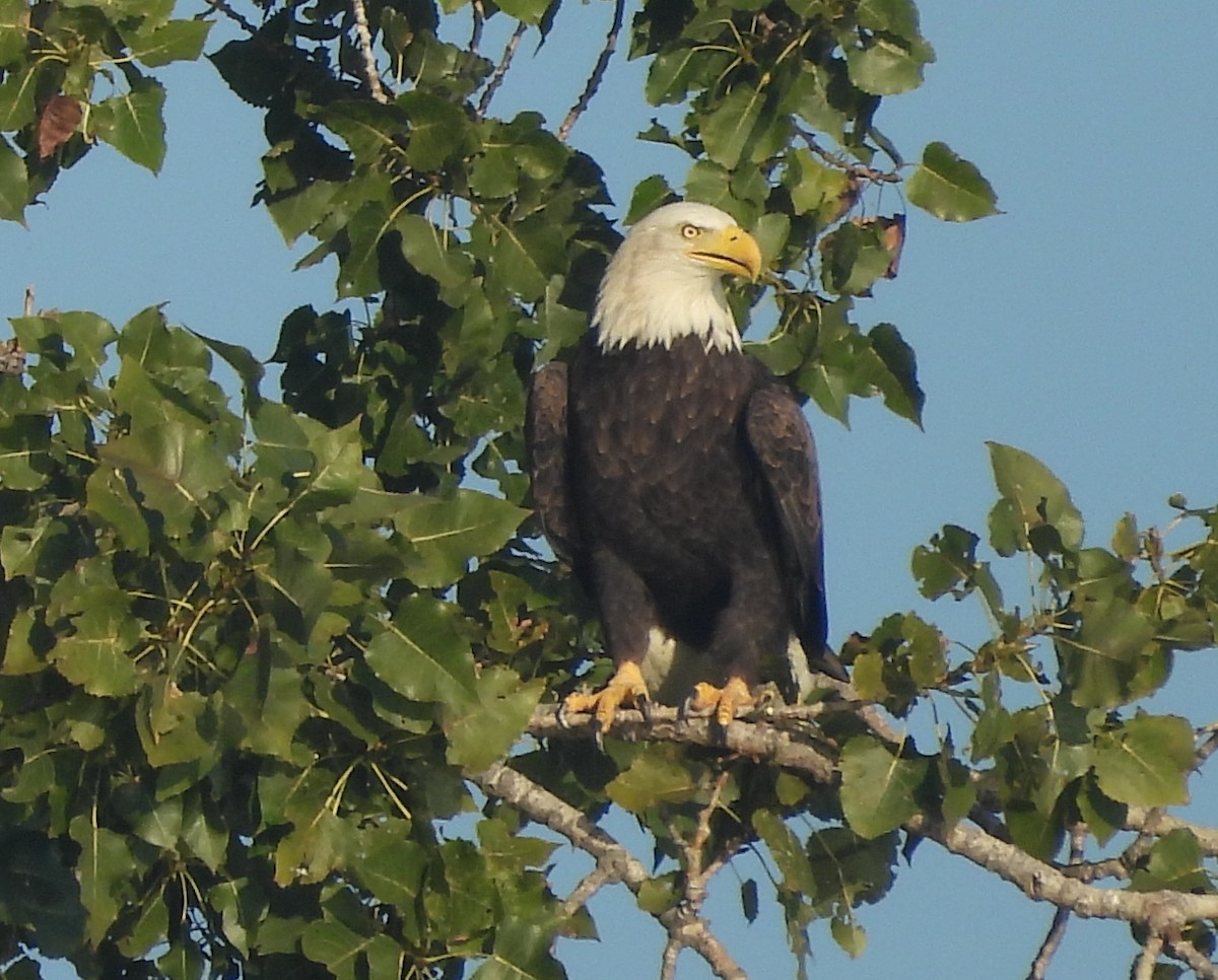 Bald Eagle - ML642626941