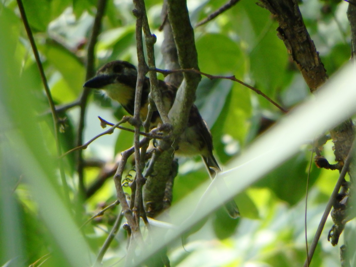Two-banded Puffbird - ML642626949