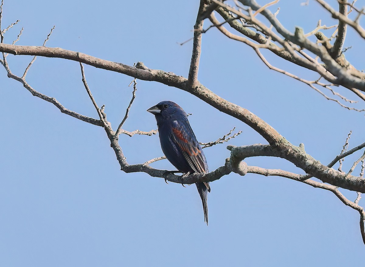 Blue Grosbeak - ML642626950