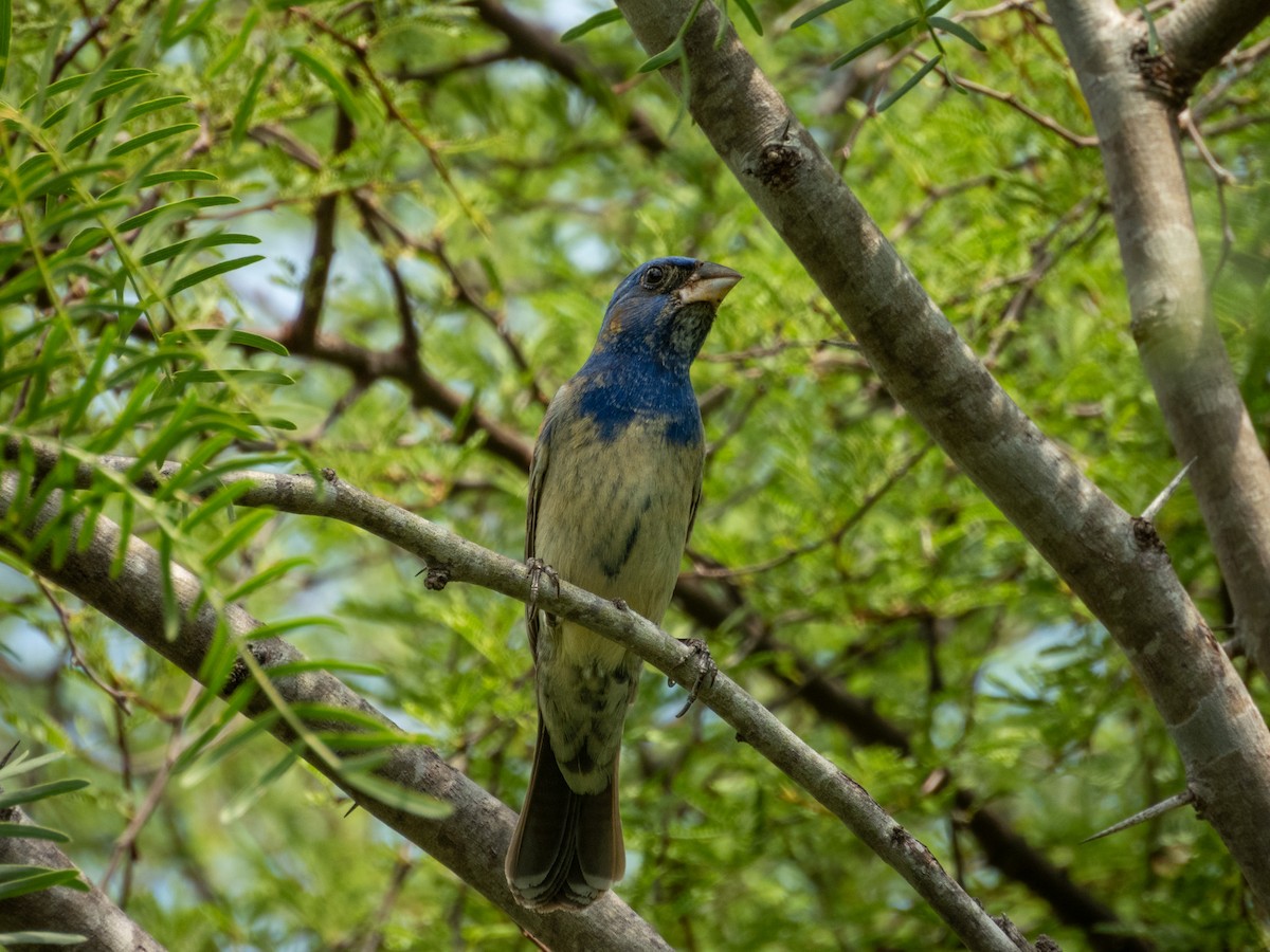 Blue Grosbeak - ML642626951