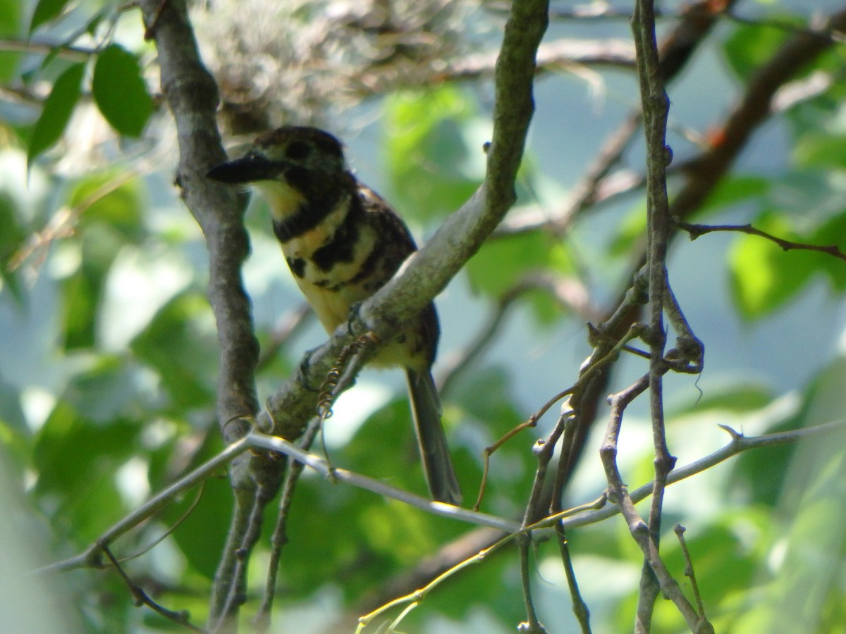 Two-banded Puffbird - ML642626955