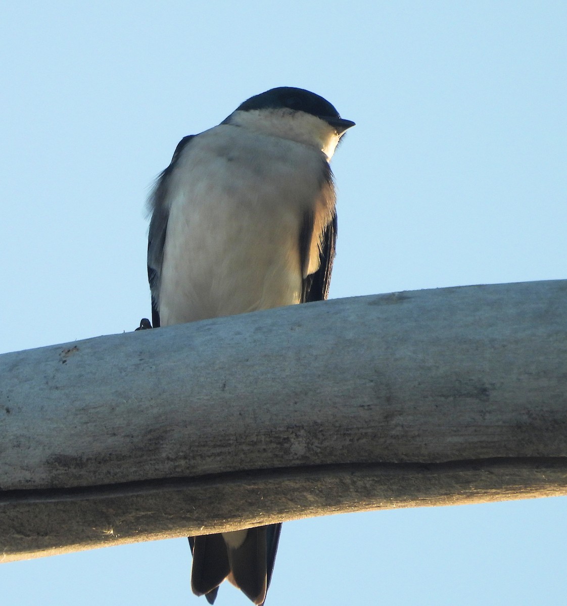 Tree Swallow - ML642626999
