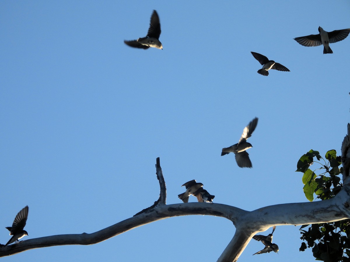 Tree Swallow - ML642627000
