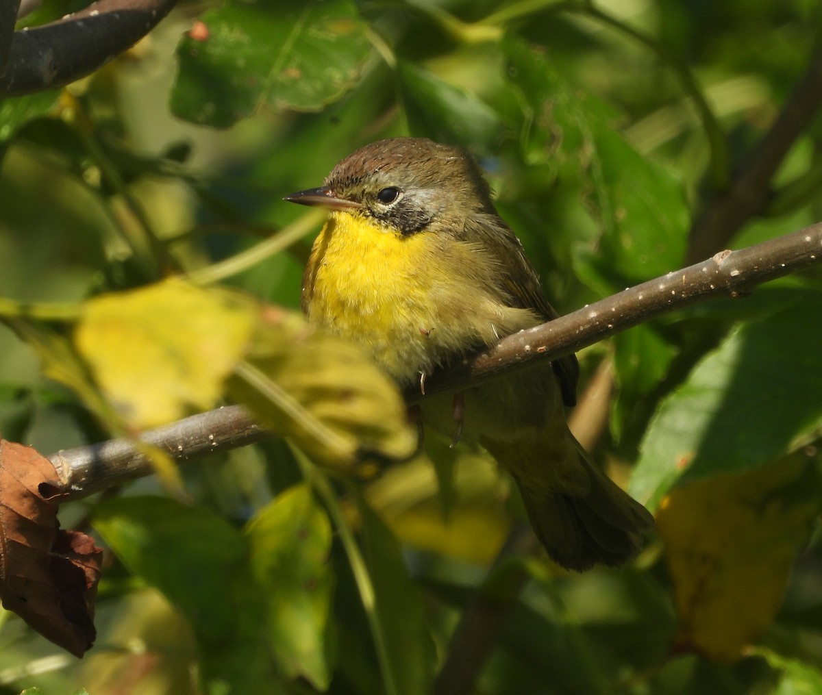 Common Yellowthroat - ML642627027