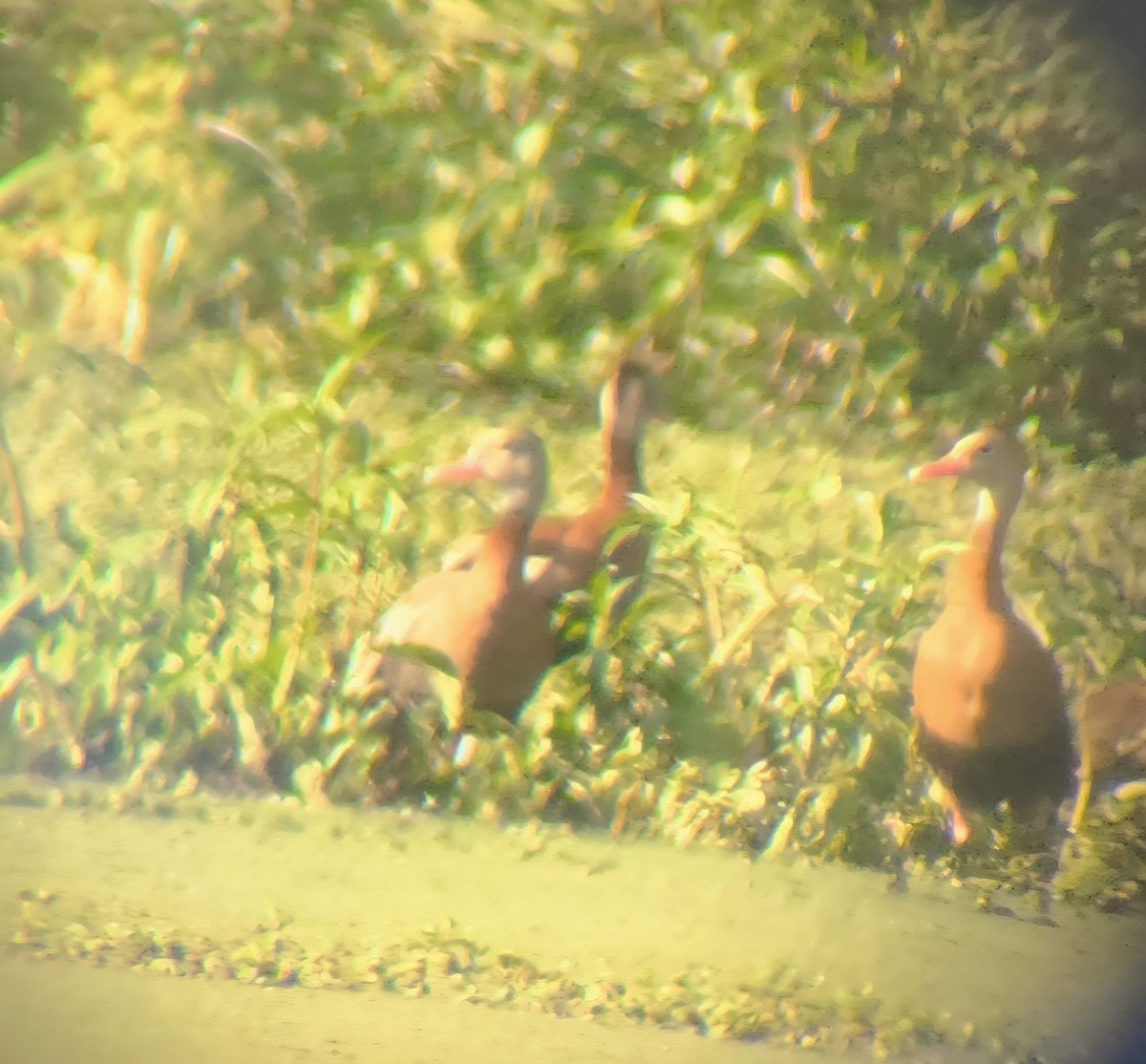 Black-bellied Whistling-Duck - ML642627039