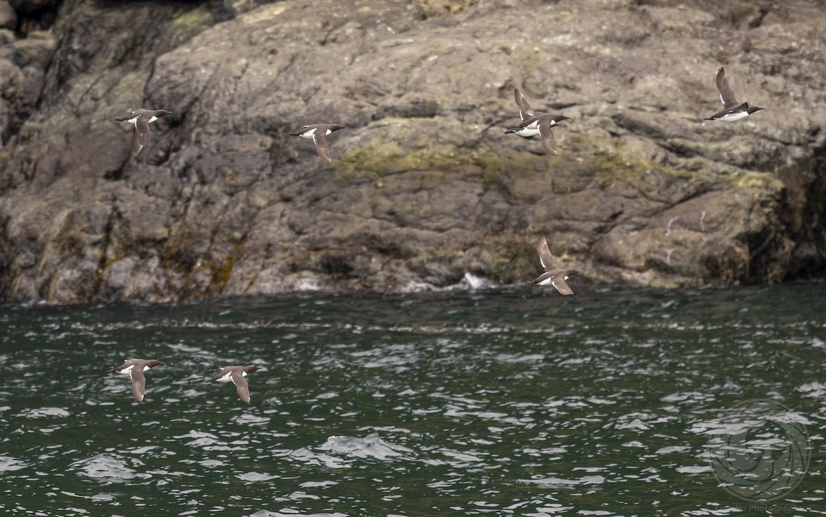 Common Murre - ML642627051