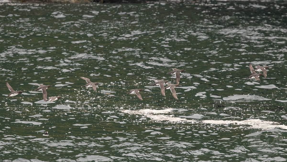 Common Murre - ML642627052