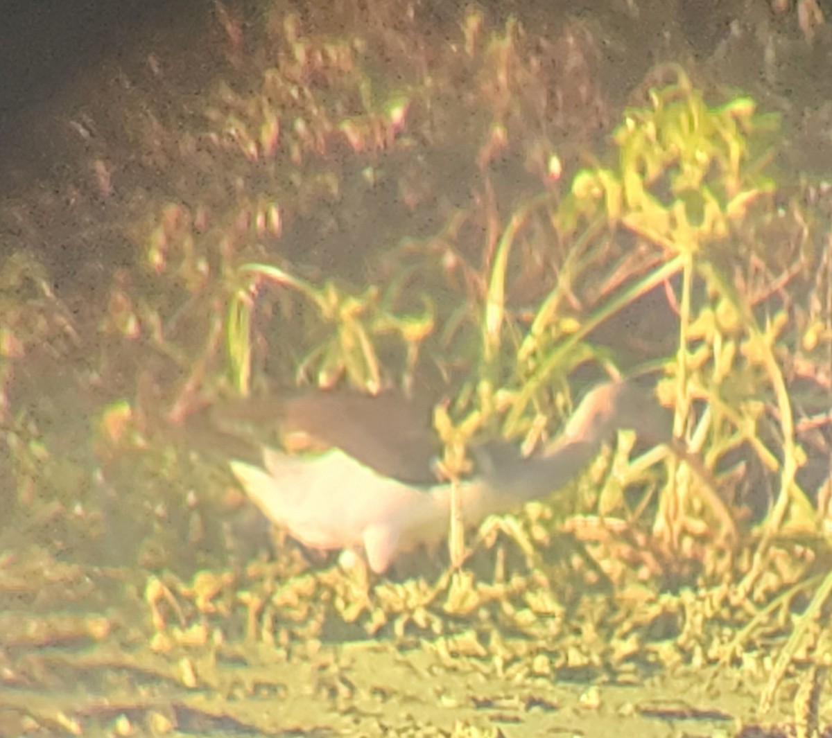 White Ibis - ML642627071