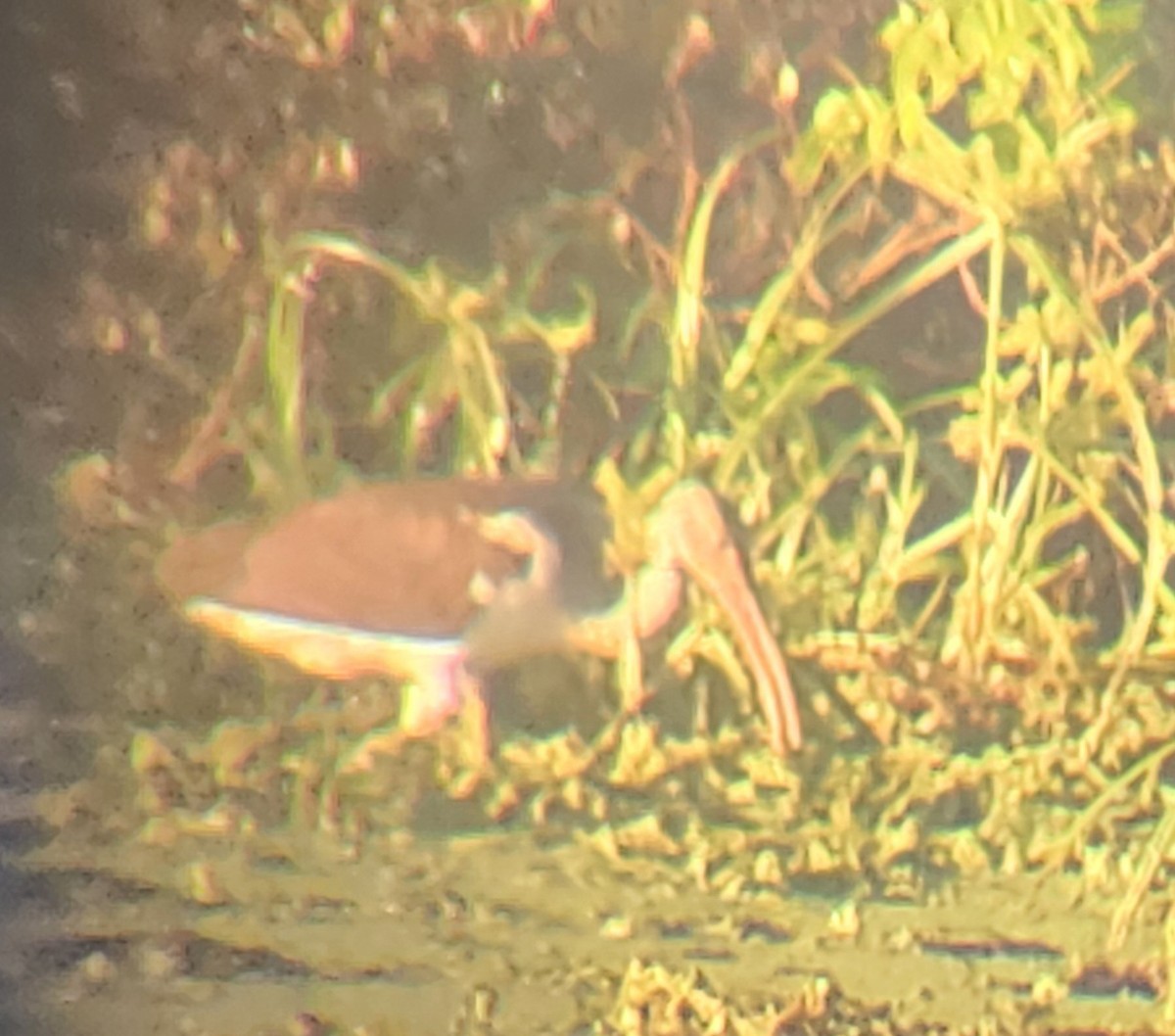 White Ibis - ML642627072