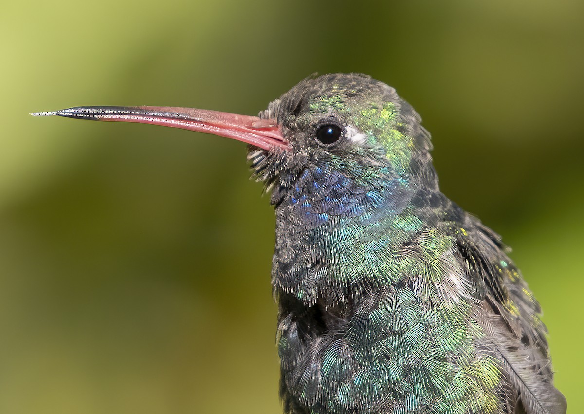 Broad-billed Hummingbird - ML642627095
