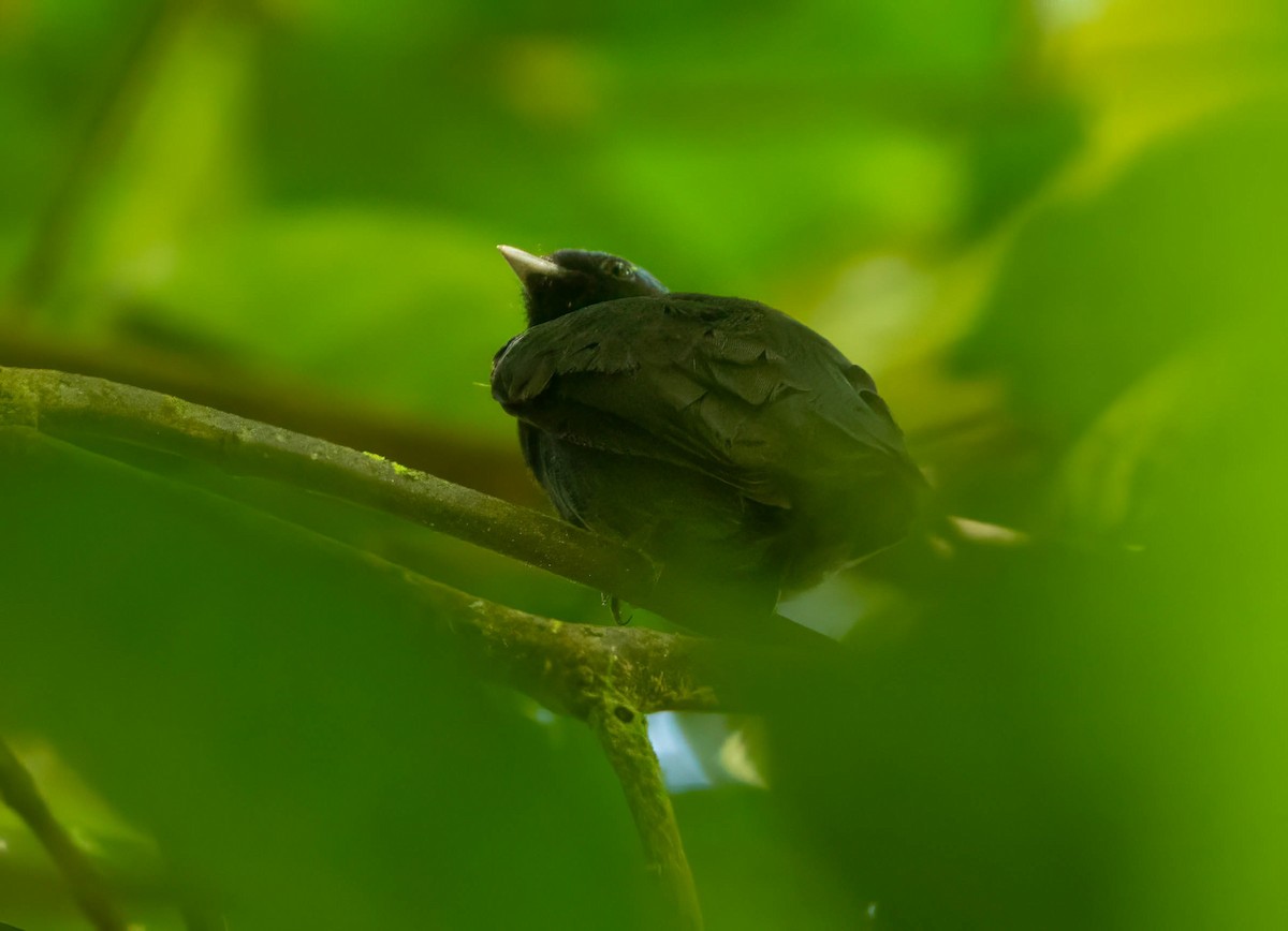 Blue-capped Manakin - ML642627107