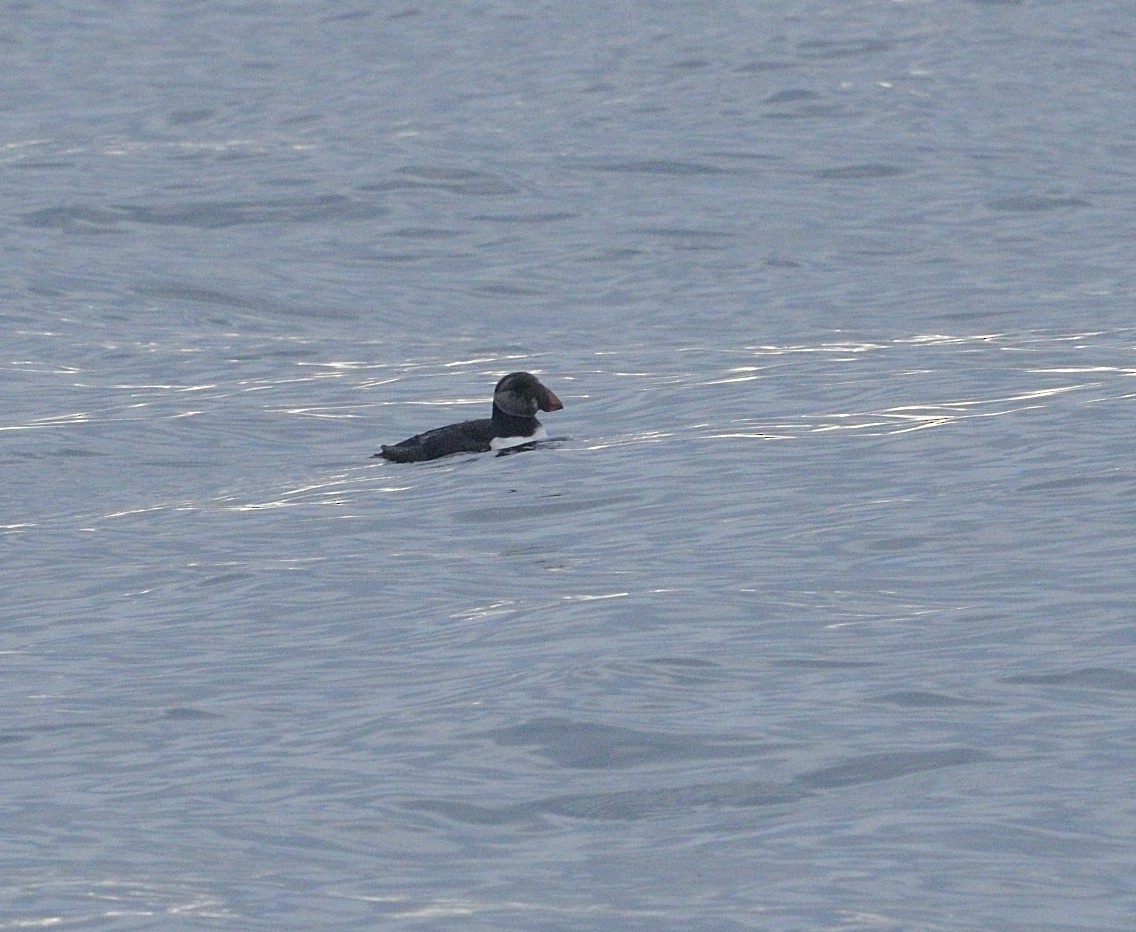 Atlantic Puffin - ML642627114