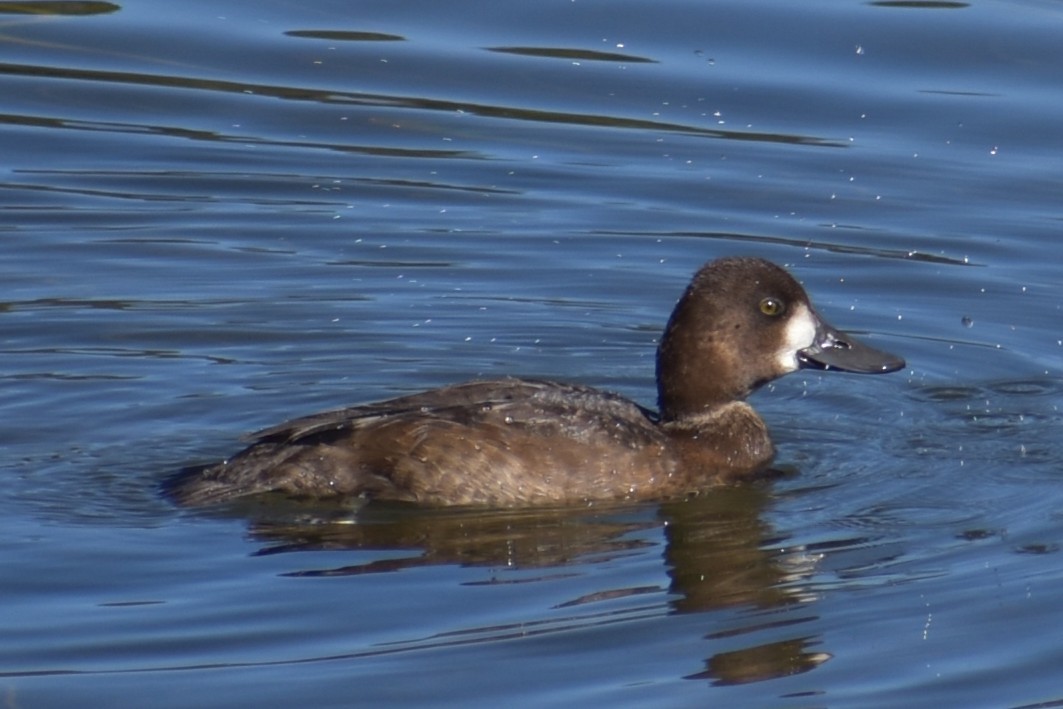 Lesser Scaup - ML642627115