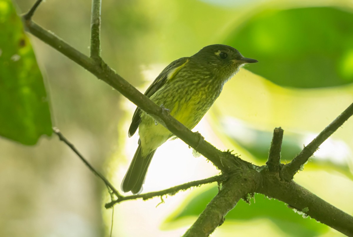 Olive-striped Flycatcher - ML642627126