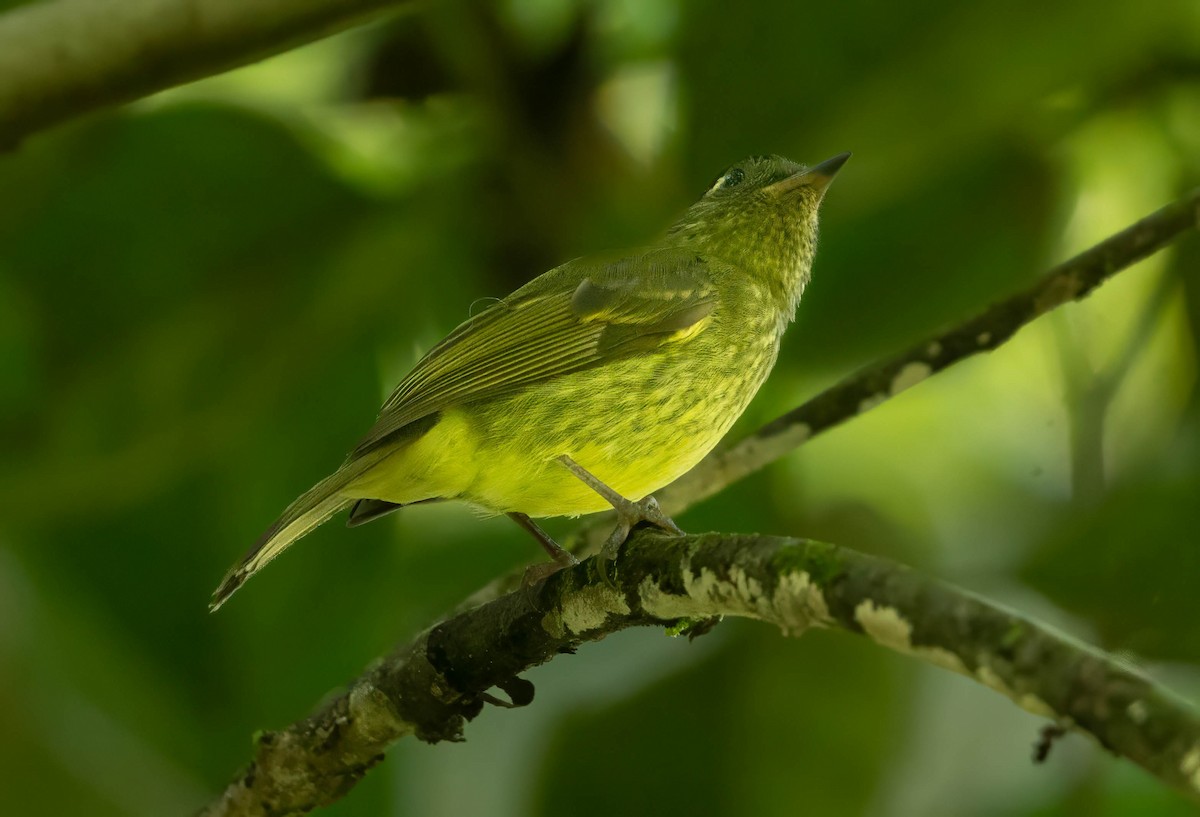 Olive-striped Flycatcher - ML642627128