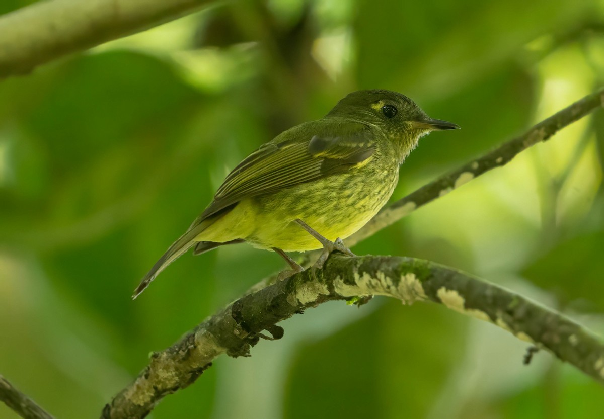 Olive-striped Flycatcher - ML642627129
