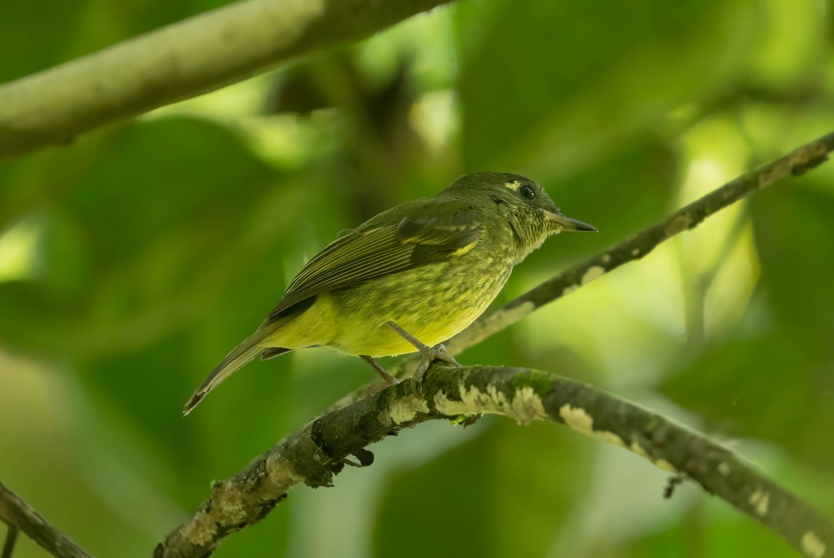Olive-striped Flycatcher - ML642627131