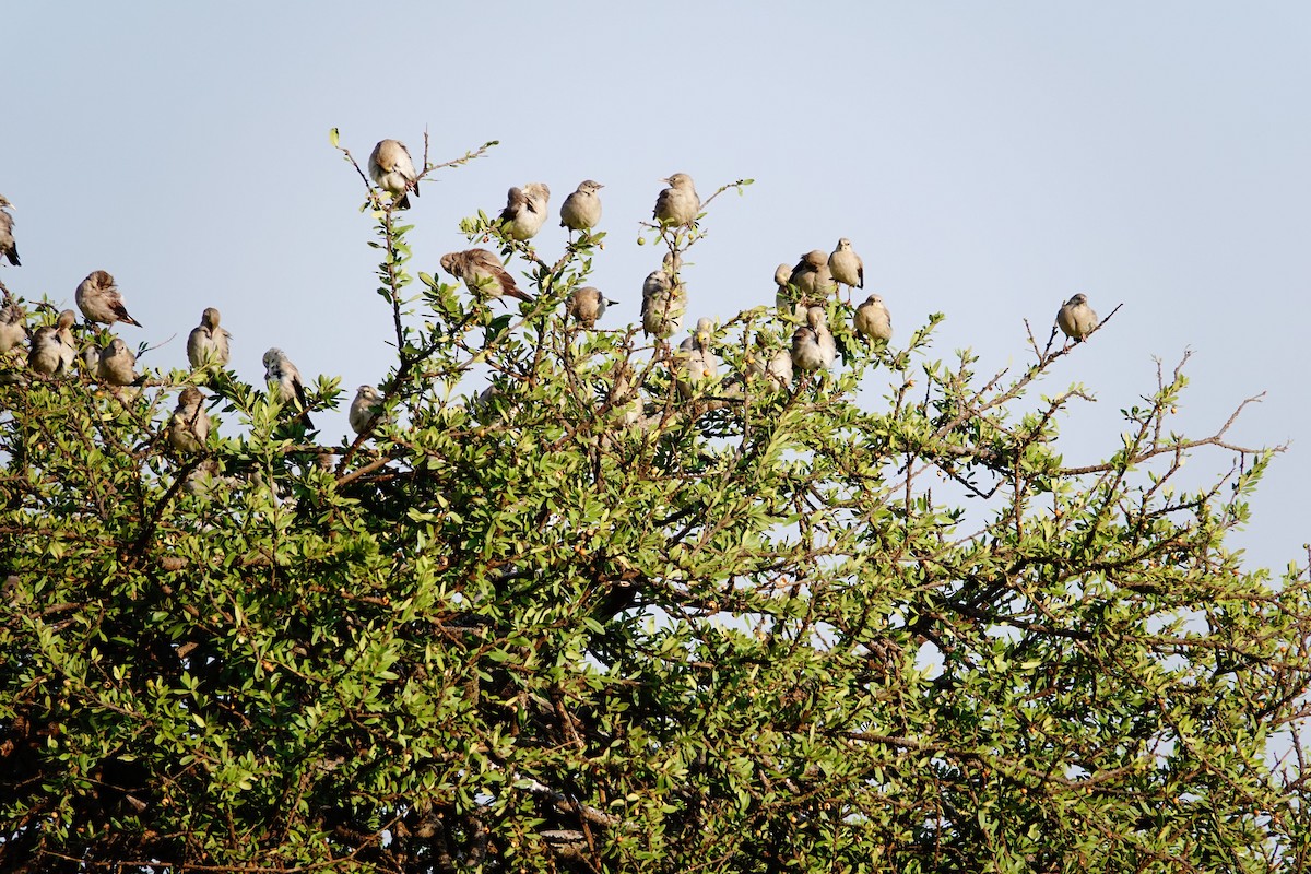 Wattled Starling - ML642627142