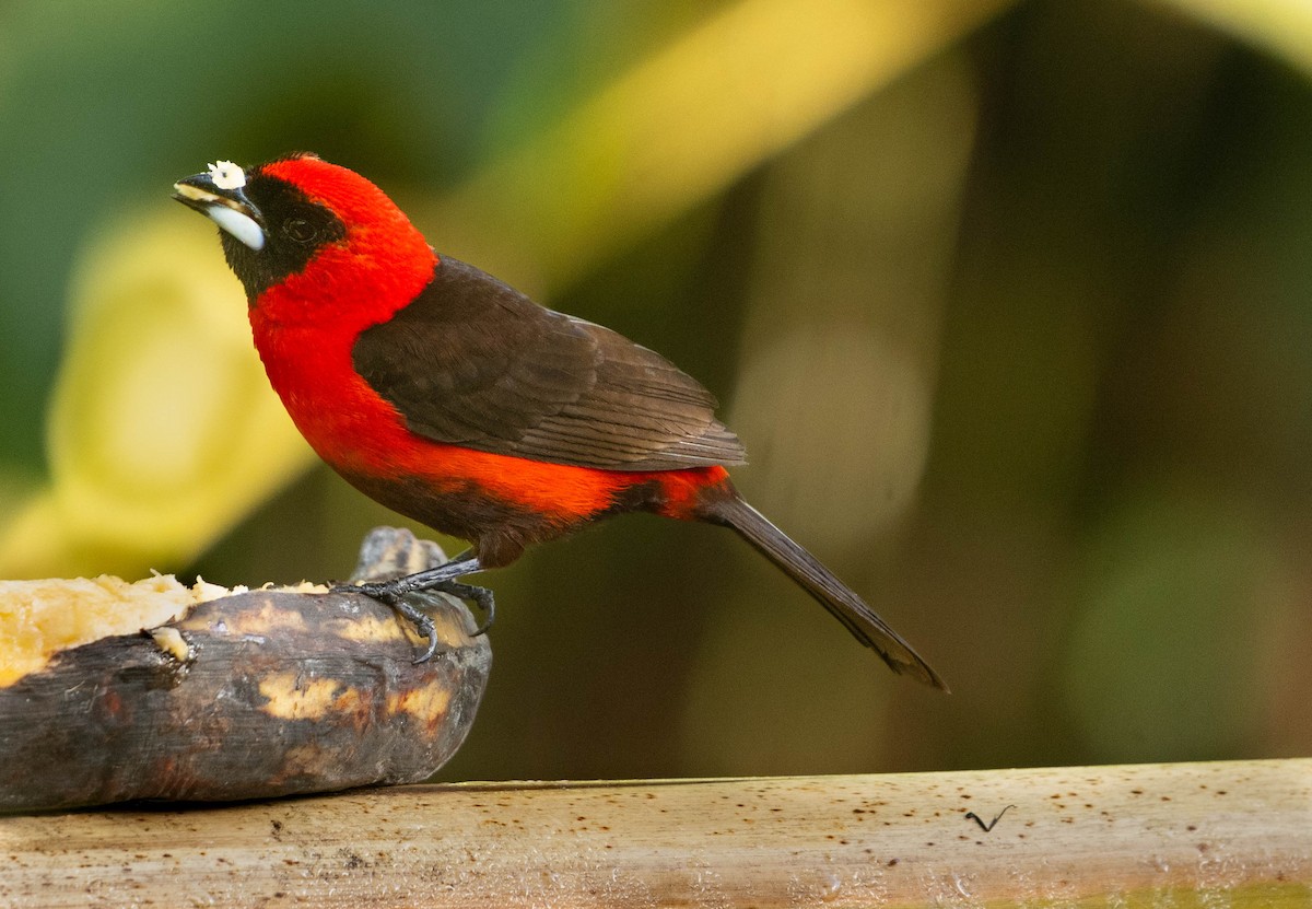 Masked Crimson Tanager - ML642627162