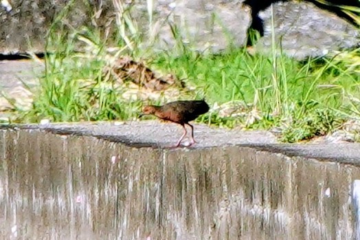 Ruddy-breasted Crake - ML642627196