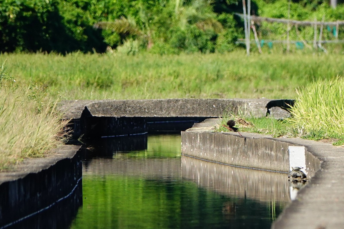 Ruddy-breasted Crake - ML642627197