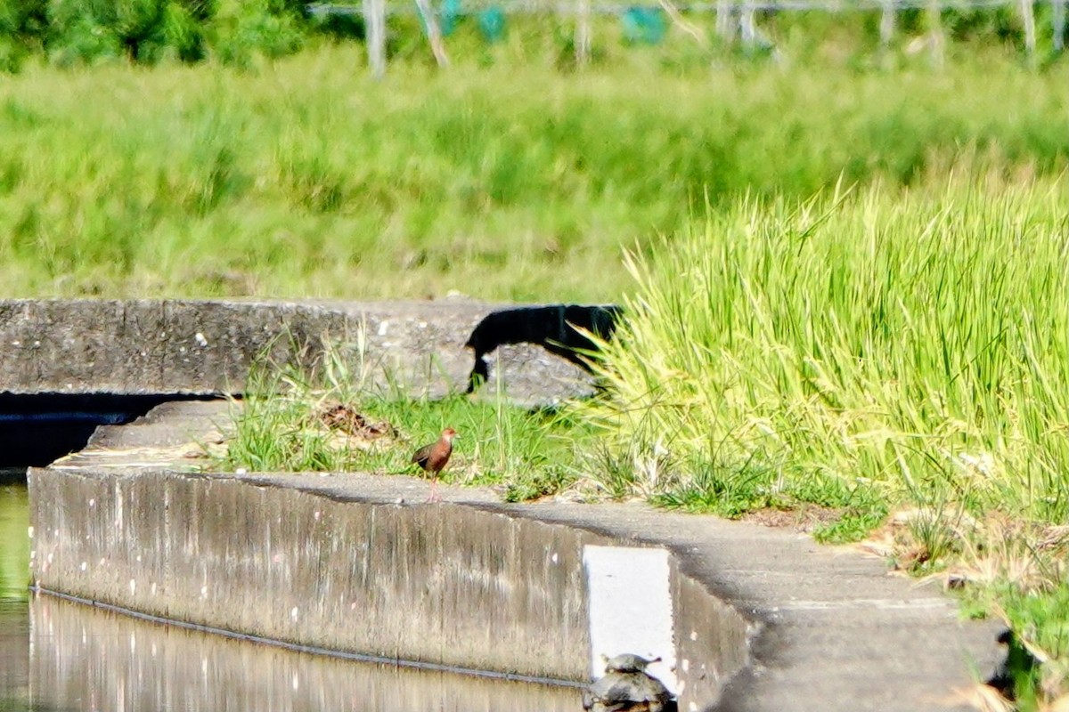 Ruddy-breasted Crake - ML642627198