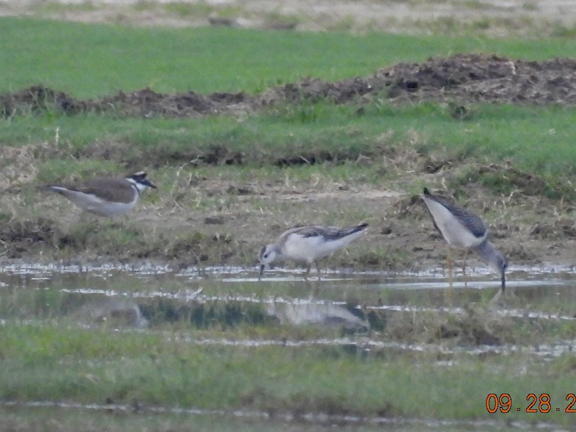 Wilson's Phalarope - ML642627206