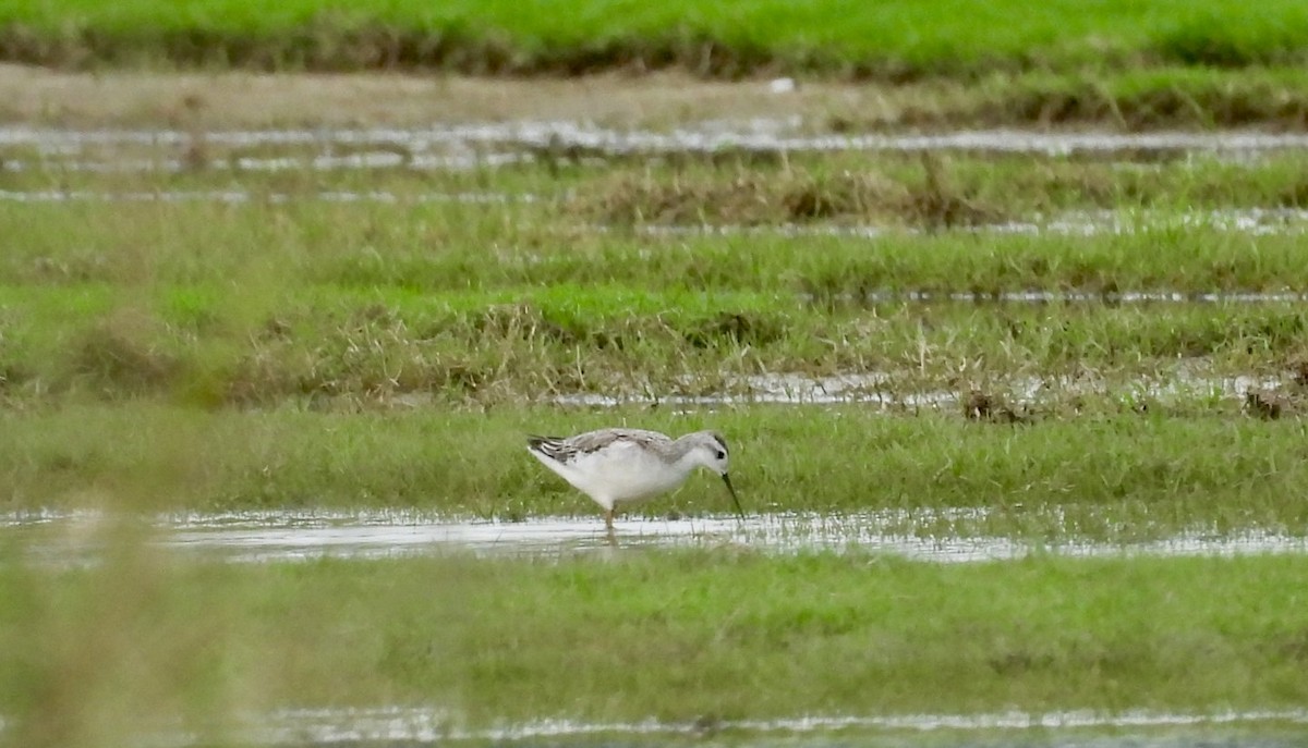 Wilson's Phalarope - ML642627208