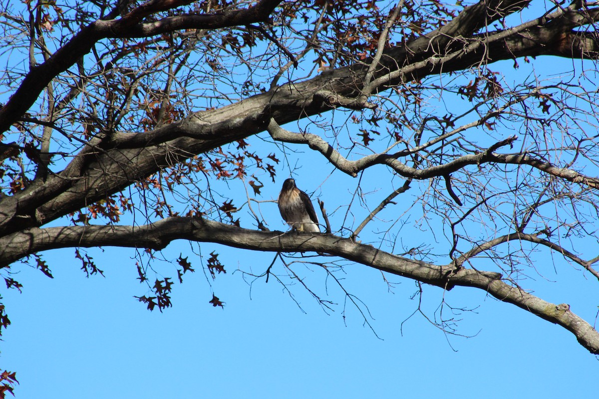 Red-tailed Hawk - ML642627222