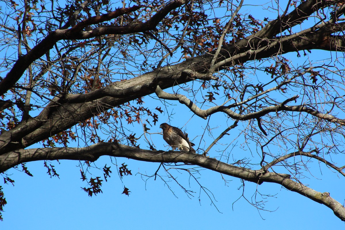 Red-tailed Hawk - ML642627223