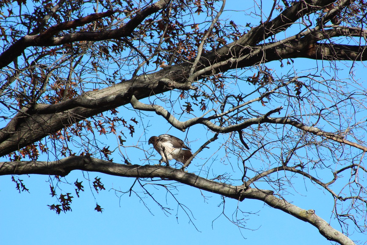 Red-tailed Hawk - ML642627224