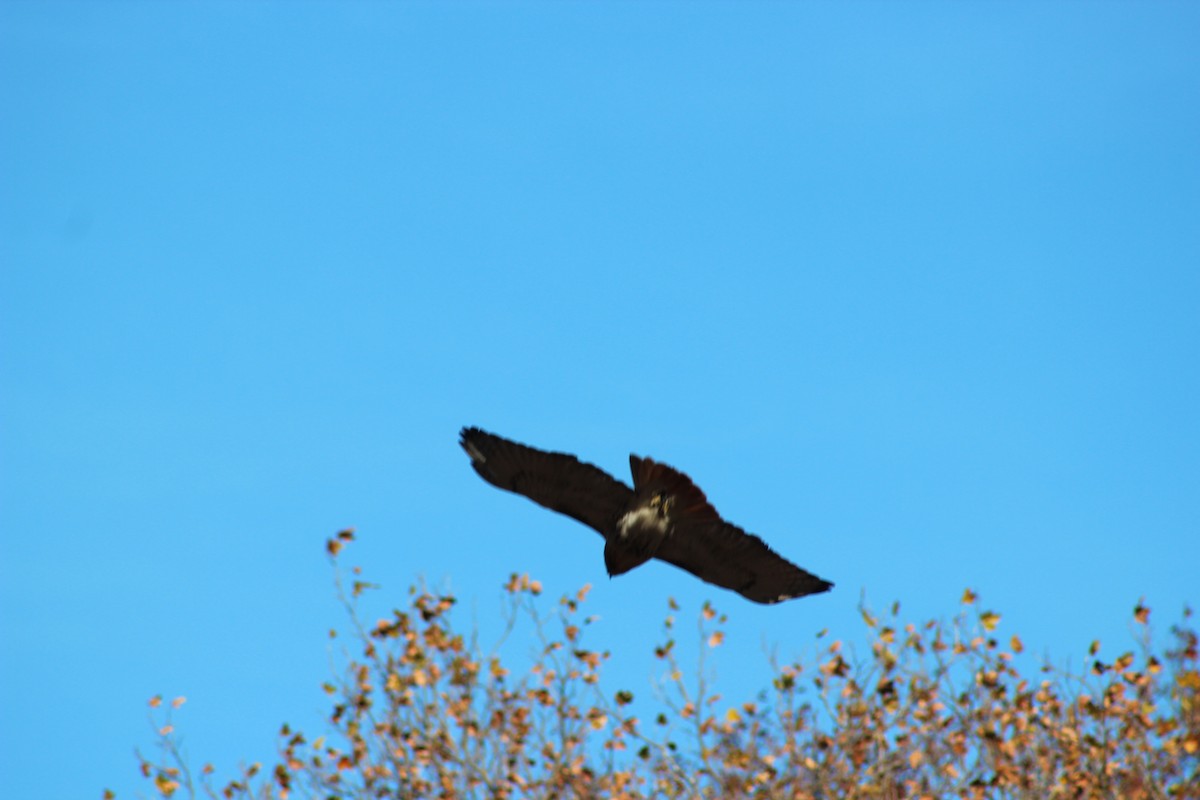 Red-tailed Hawk - ML642627227