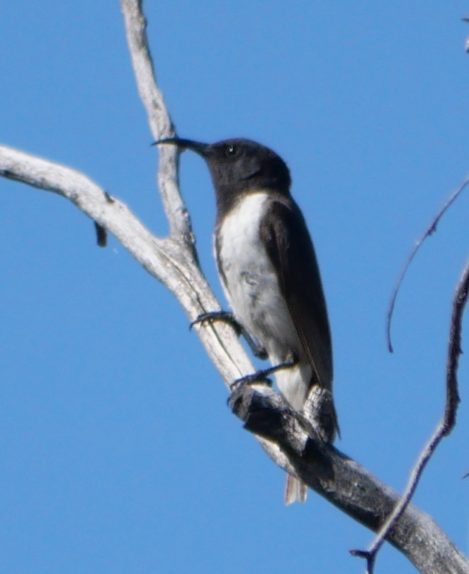 Black Honeyeater - ML642627245