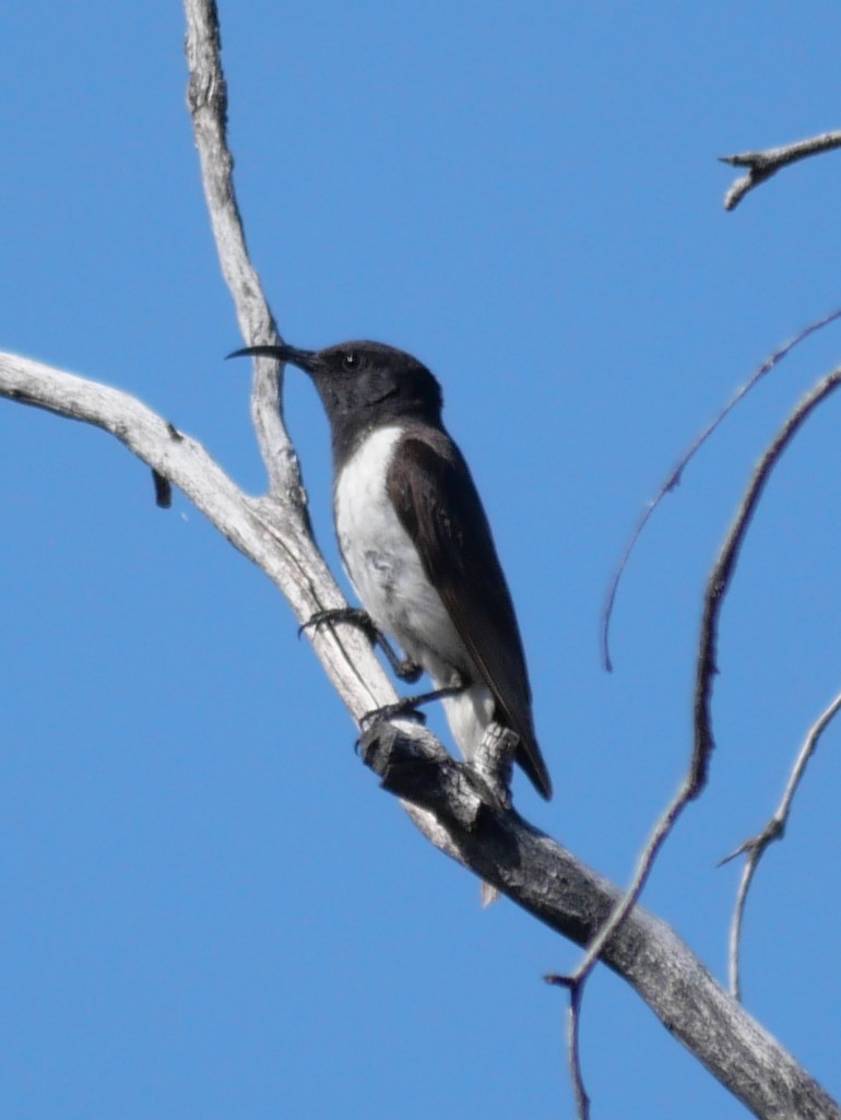 Black Honeyeater - ML642627246
