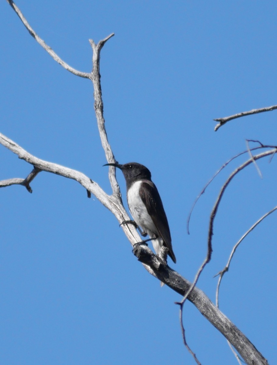 Black Honeyeater - ML642627247