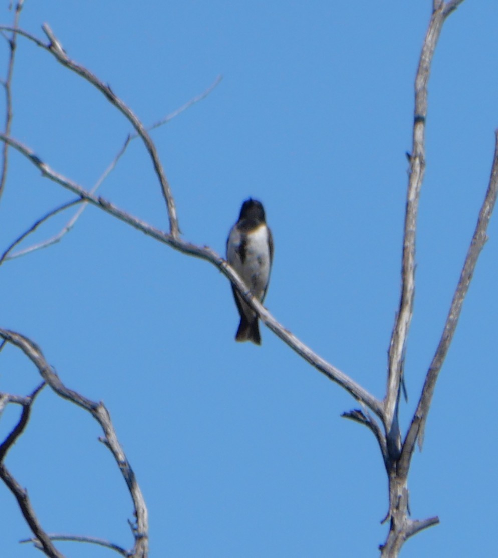 Black Honeyeater - ML642627248