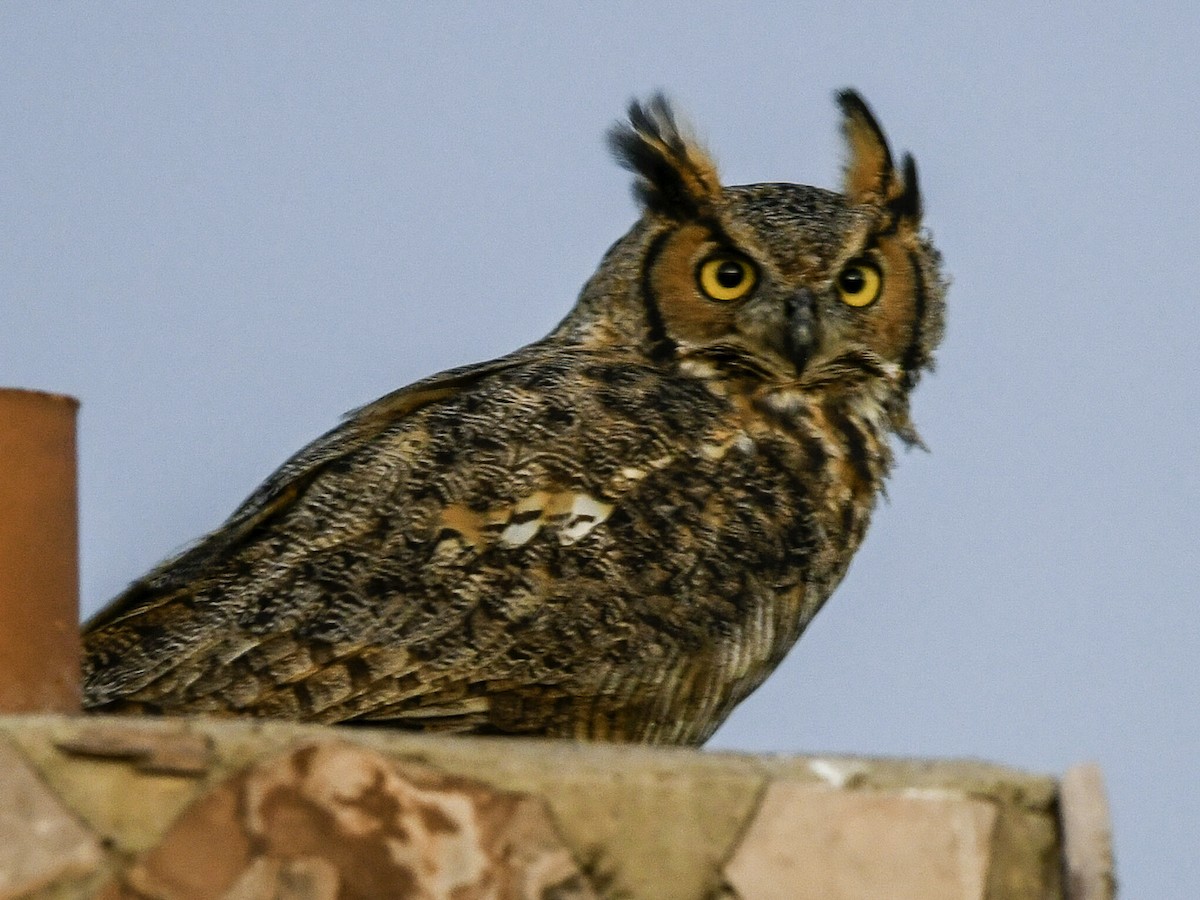 Great Horned Owl - ML642627256