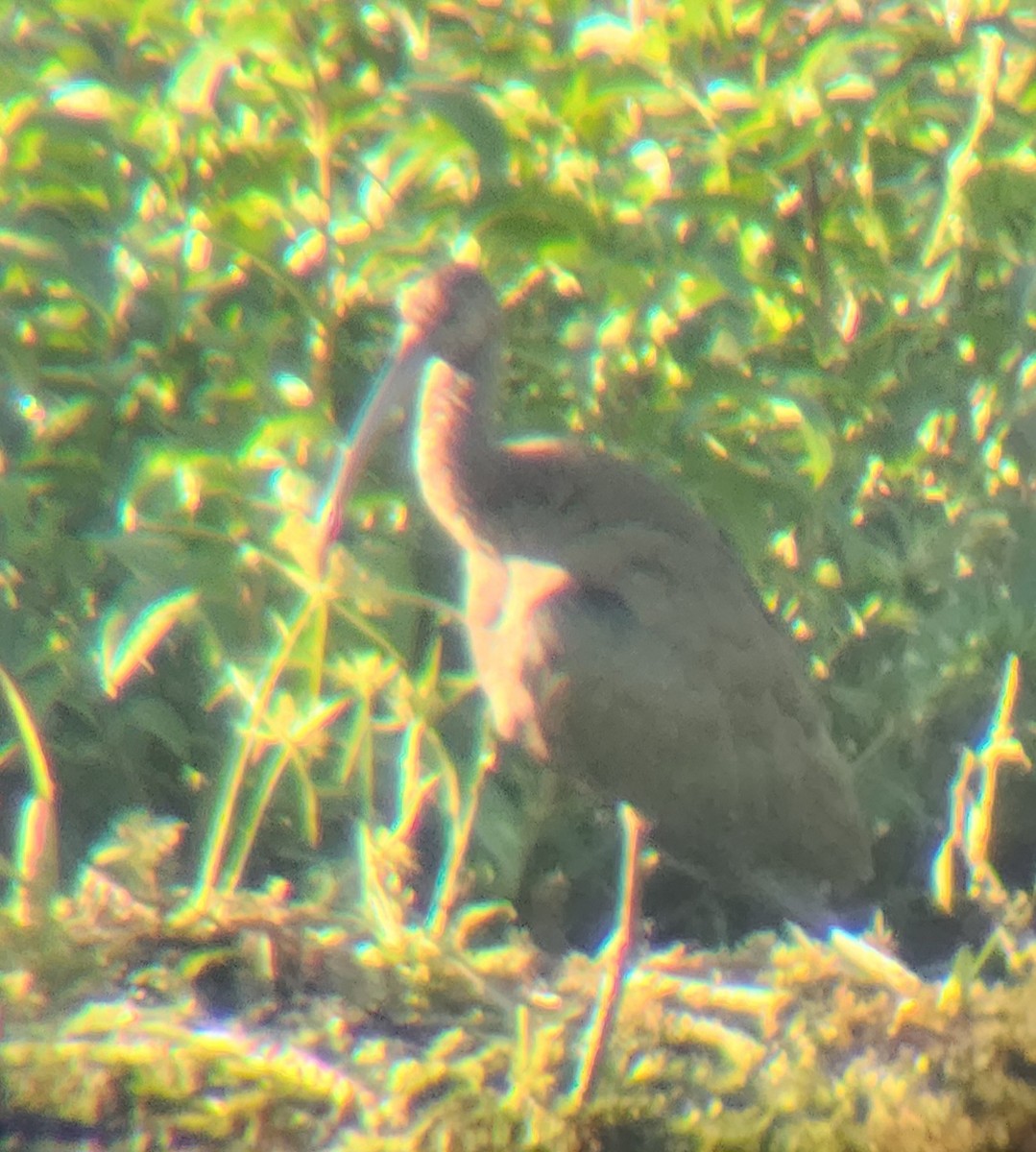 White-faced Ibis - ML642627268