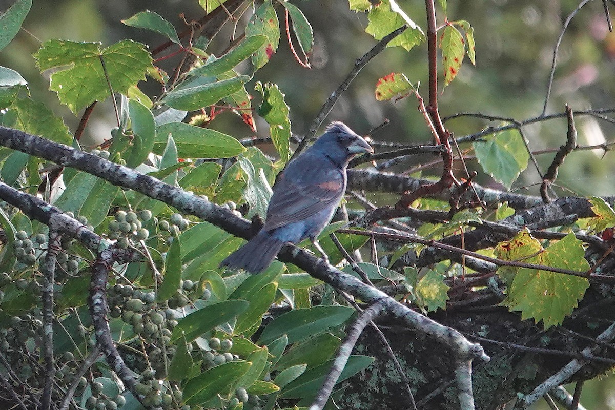 Blue Grosbeak - ML642627282
